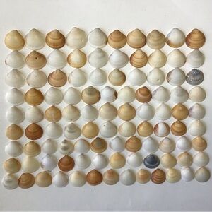 Seashells 100 Bittersweet Clam Shells 1” to 1-1/2” Natural Beach Art Craft Decor